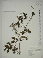 梨山小蓑衣藤藏品圖，第1張