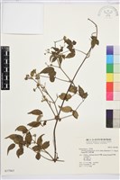 梨山小蓑衣藤藏品圖，第2張