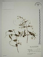 梨山小蓑衣藤藏品圖，第1張