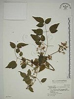 梨山小蓑衣藤藏品圖，第1張