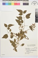 梨山小蓑衣藤藏品圖，第2張