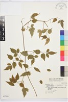 梨山小蓑衣藤藏品圖，第2張