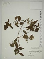 梨山小蓑衣藤藏品圖，第1張