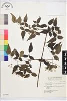 梨山小蓑衣藤藏品圖，第2張