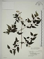 梨山小蓑衣藤藏品圖，第1張