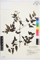 梨山小蓑衣藤藏品圖，第2張