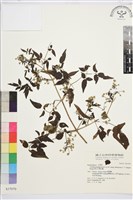 梨山小蓑衣藤藏品圖，第2張