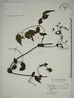 梨山小蓑衣藤藏品圖，第1張