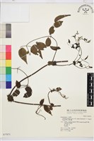 梨山小蓑衣藤藏品圖，第2張