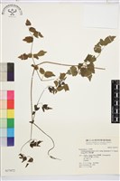 梨山小蓑衣藤藏品圖，第2張