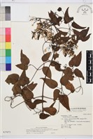 大肚山威靈仙藏品圖，第2張