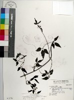 大肚山威靈仙藏品圖，第1張