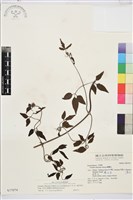 大肚山威靈仙藏品圖，第2張