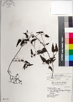大肚山威靈仙藏品圖，第1張