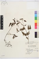 大肚山威靈仙藏品圖，第2張