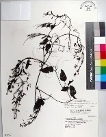 大肚山威靈仙藏品圖，第1張