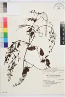 大肚山威靈仙藏品圖，第2張