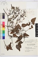 大肚山威靈仙藏品圖，第2張