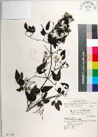 大肚山威靈仙藏品圖，第1張