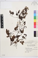 大肚山威靈仙藏品圖，第2張