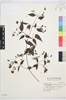 巴氏鐵線蓮藏品圖，第2張