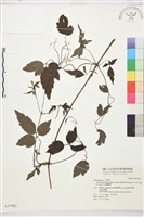 巴氏鐵線蓮藏品圖，第2張