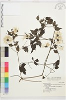 巴氏鐵線蓮藏品圖，第2張