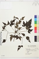 巴氏鐵線蓮藏品圖，第1張