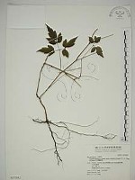 巴氏鐵線蓮藏品圖，第1張