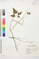 巴氏鐵線蓮藏品圖，第2張