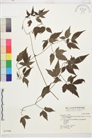 巴氏鐵線蓮藏品圖，第2張