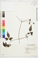 巴氏鐵線蓮藏品圖，第2張