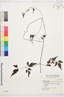 巴氏鐵線蓮藏品圖，第2張