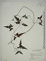 巴氏鐵線蓮藏品圖，第1張