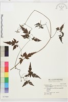 巴氏鐵線蓮藏品圖，第2張