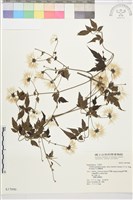 巴氏鐵線蓮藏品圖，第1張