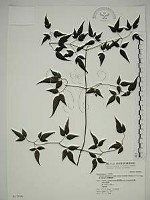 巴氏鐵線蓮藏品圖，第1張