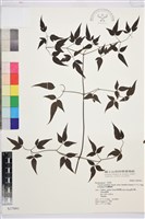 巴氏鐵線蓮藏品圖，第2張