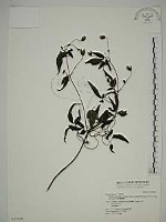 巴氏鐵線蓮藏品圖，第1張