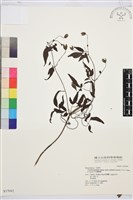 巴氏鐵線蓮藏品圖，第2張