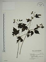 巴氏鐵線蓮藏品圖，第1張