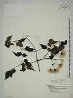 巴氏鐵線蓮藏品圖，第1張