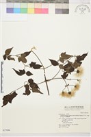 巴氏鐵線蓮藏品圖，第2張