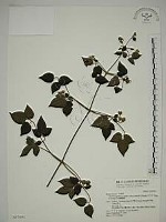 巴氏鐵線蓮藏品圖，第1張