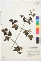 巴氏鐵線蓮藏品圖，第2張