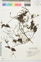 巴氏鐵線蓮藏品圖，第2張