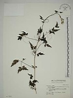 巴氏鐵線蓮藏品圖，第1張