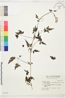 巴氏鐵線蓮藏品圖，第2張