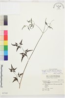 巴氏鐵線蓮藏品圖，第2張