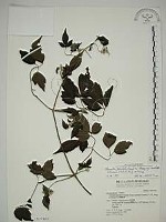 巴氏鐵線蓮藏品圖，第1張